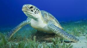 green-sea-turtle-closeup-underwater-jpg-adapt-945-1